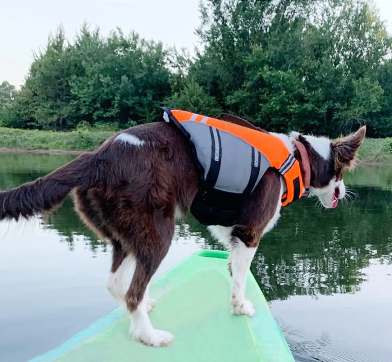 VIVAGLORY Sports Style Dog Life Jacket with Adjustable & Durable, Extra Flotation Swim Life Vest with Secure Fastening System for Medium Dogs, Bright Orange